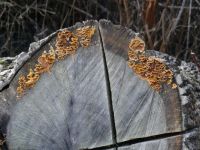 Fungus on felled Douglas Fir