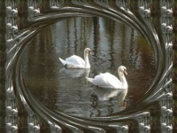 Labutí půvab...  Swan glamor...