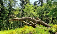 Dans les Vosges