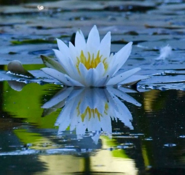 Water Lily in Central Park,  in New York City,  NY