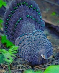 Grey Peacock Pheasant