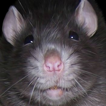 Derwent the rat
