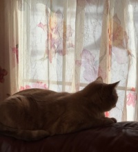 Lazy winter afternoon
