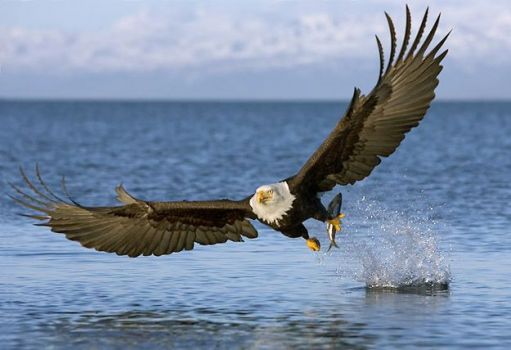 Eagle over the Straits