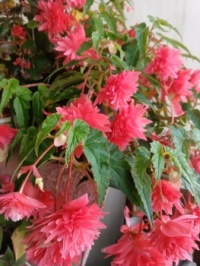 begonia