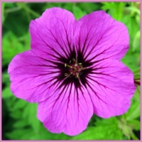 Geranium