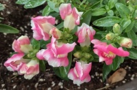Peppermint Candy Snapdragons