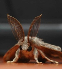 The Gypsy Moth