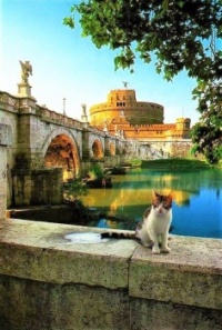 Cat from Rome