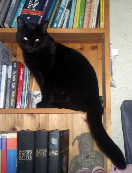 Bookshelf cat(bigger)