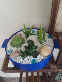 Newly planted some cactuses for my new plant stand