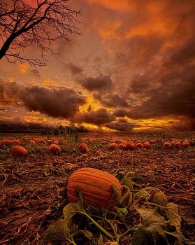 Waiting-for-the-great-Pumpkin