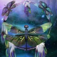 dreamcatcher dragonflys