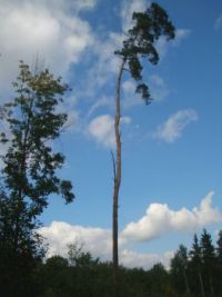osamělý strom