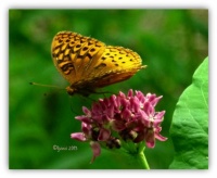Fritillary on a blossom
