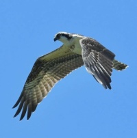 Osprey flying,  Long Island,  NY,  8-28-22
