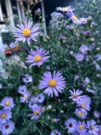 Smooth Blue Asters