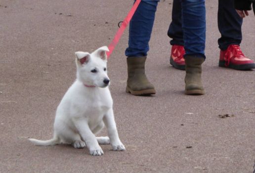 Series Dogs in the Park.  Some photo's of Cora, 3 months old, White Shepard