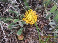 Leucospermum hypophyllocarpodendron