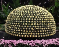Chrysanthemum, Longwood Gardens