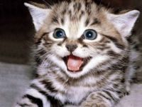 Excited Kitten