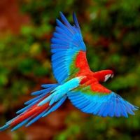 Wild for Wildlife and Nature - Scarlet Macaw