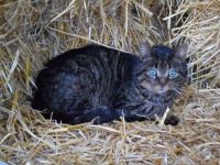 Our dear farmcat, 19 years old