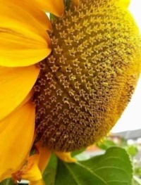 Sunflower Marilyn Goodridge