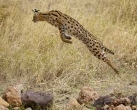 Leaping Serval