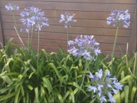 Agapanthus on This Evening’s Stroll