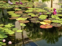 Balboa Park - San Diego CA - Water Lilies