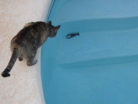 My Kitty found a lobster in the pool!