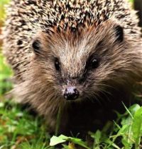 Hedgehog Credit to WWF