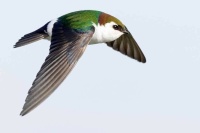 Violet-green Swallow