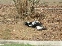 Magpie sun bath