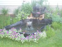 my water garden