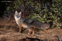 Grey fox poses for a portrait