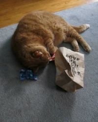 Opening the catnip bag