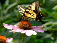 Eastern Tiger Swallowtail &amp; Purple Coneflower