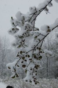 Wrapped in Snow