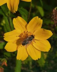 Flower with honeybee