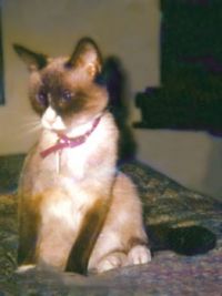 oona 1995