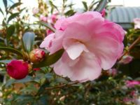 camellia - june autumn 2013