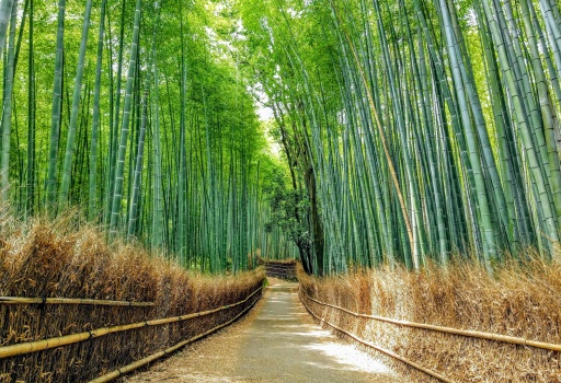 Solve Bamboo Forest jigsaw puzzle online with 600 pieces