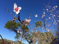 My friend Loes is in Spain and sent me this picture of the first Almondblossom she has seen