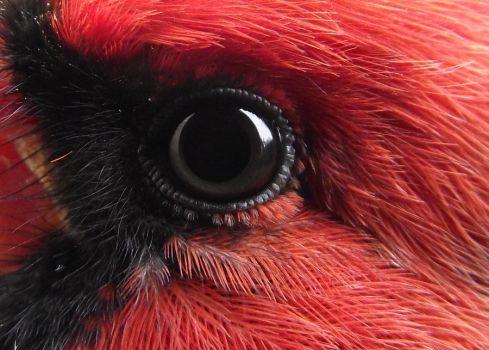 Eye of a  male Cardinal