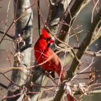 Cardinal
