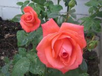 Gloria's Tropican Rose 2012