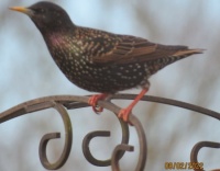 Action Starling