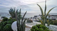 Resort Cacti